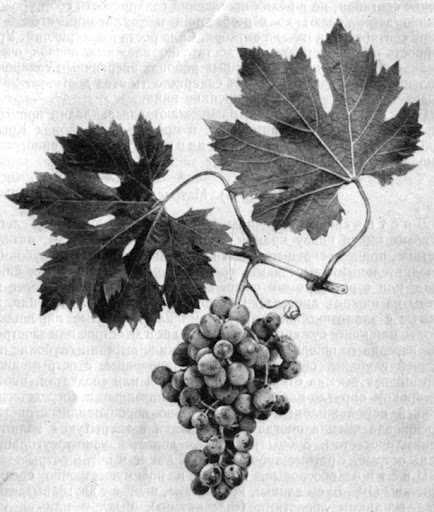 Что такое виноград Матраса?
