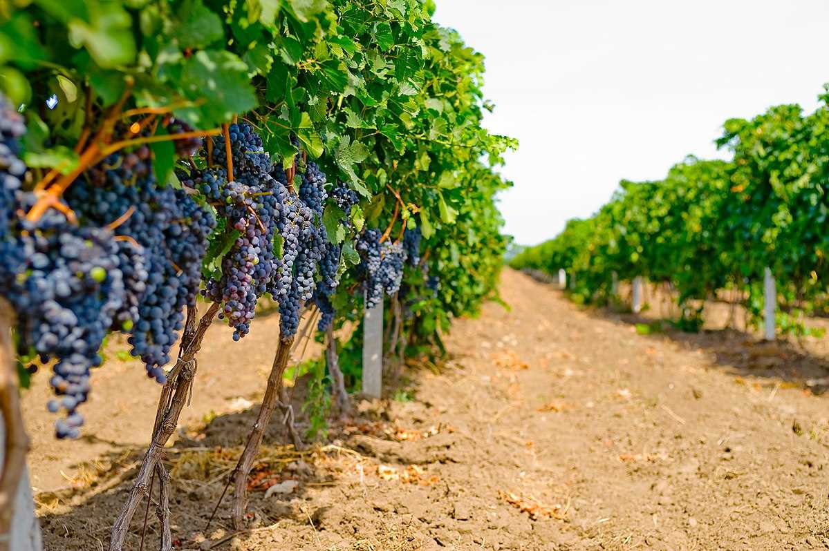 Описание сорта винограда Мерло