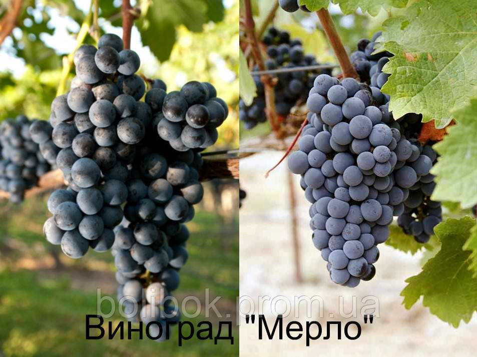 Происхождение винограда Мерло