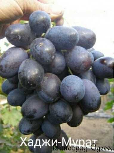 Выращивание винограда Мерседес (Хаджи Мурат)