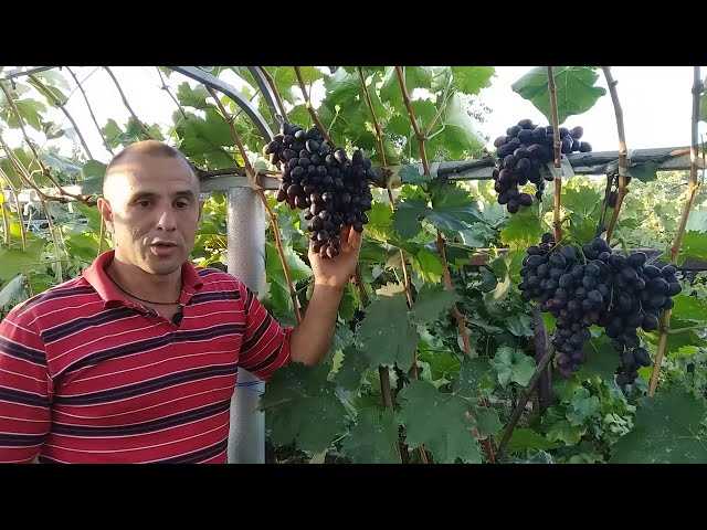 Характеристики винограда Мерседес (Хаджи Мурат)