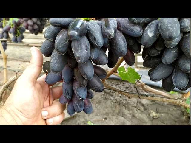 Виноград - сильное растение для здоровья