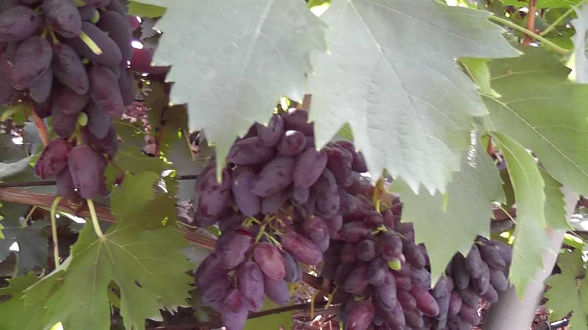 Виноград для производства вина