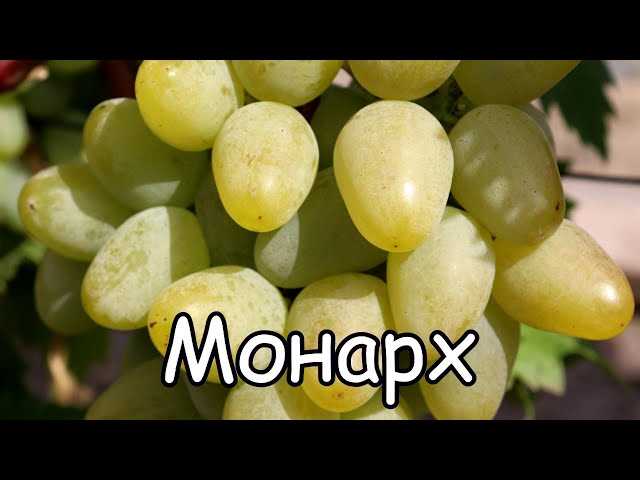 Как часто поливать виноград Монарх?