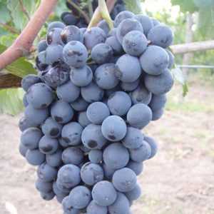 Характеристики и особенности винограда Муджуретули