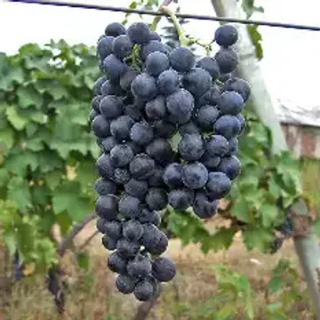 История и происхождение винограда Муджуретули