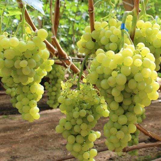 Полезные свойства винограда Мускат Белый