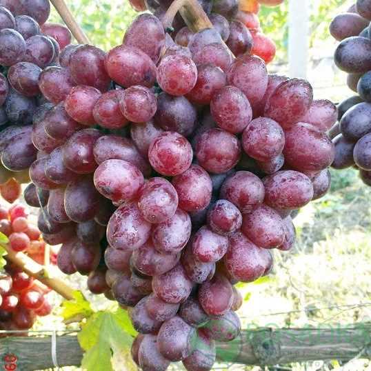 Выращивание и уход за виноградом