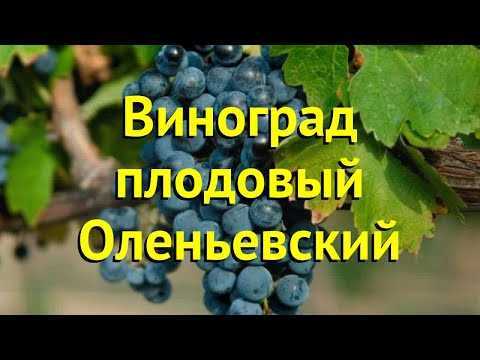 Выращивание Оленьевского винограда