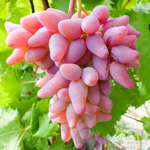 Польза и свойства винограда Оригинал