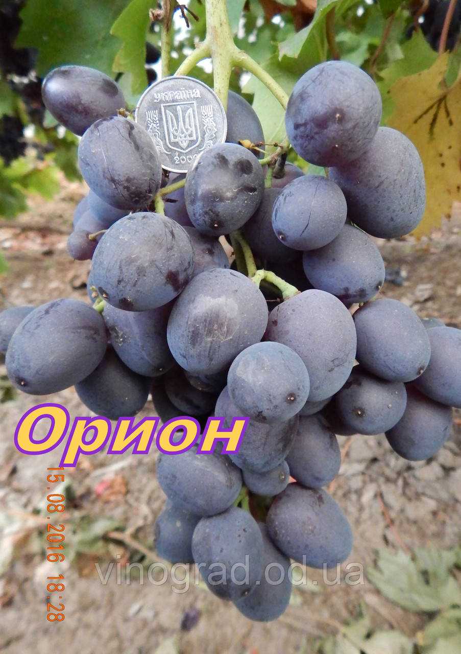 Свежий виноград