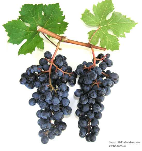 Выращивание и уход за виноградом Отрок
