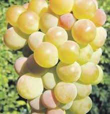 Выращивание и уход за виноградом Паланга
