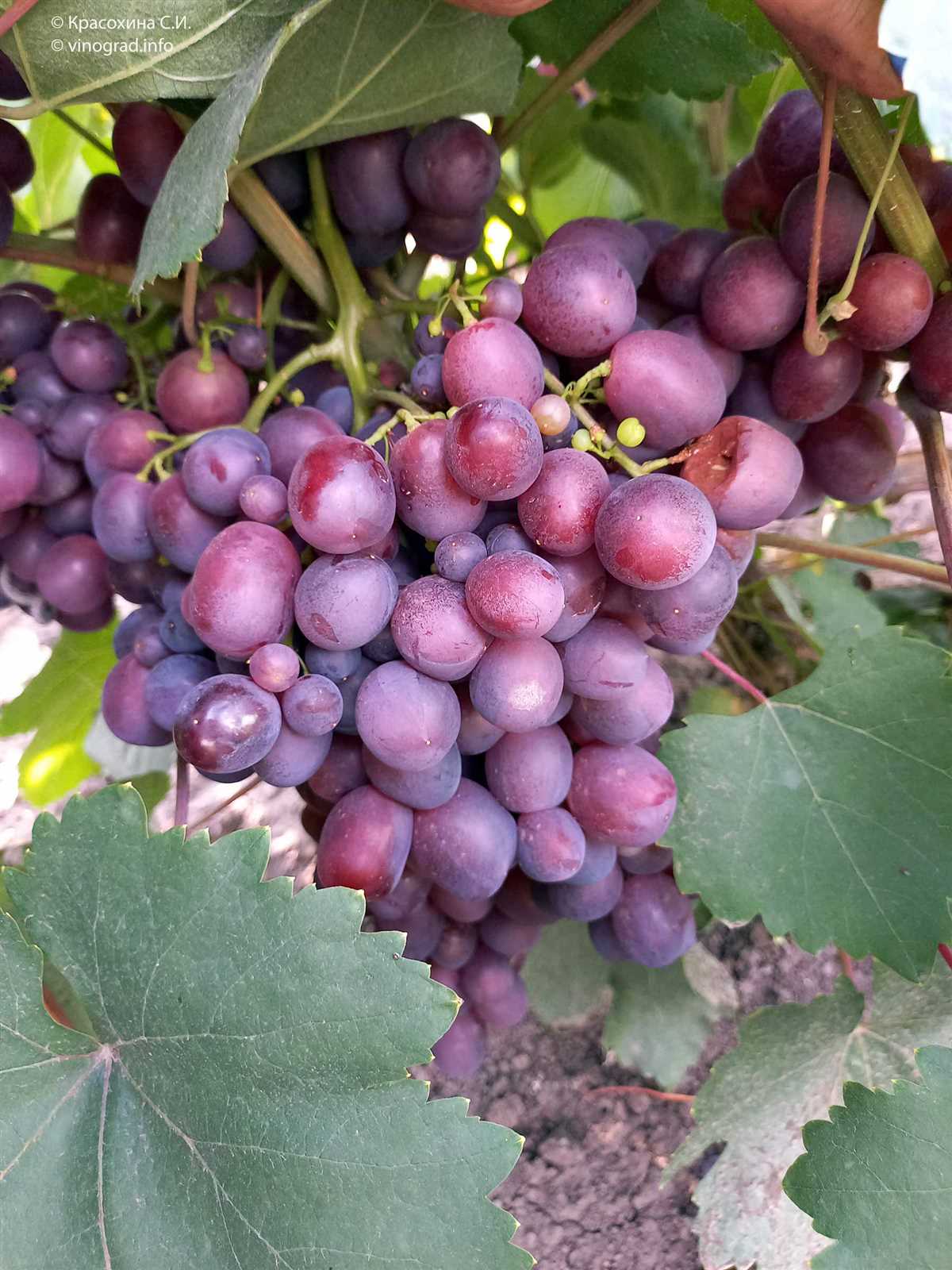 Уникальный сорт винограда