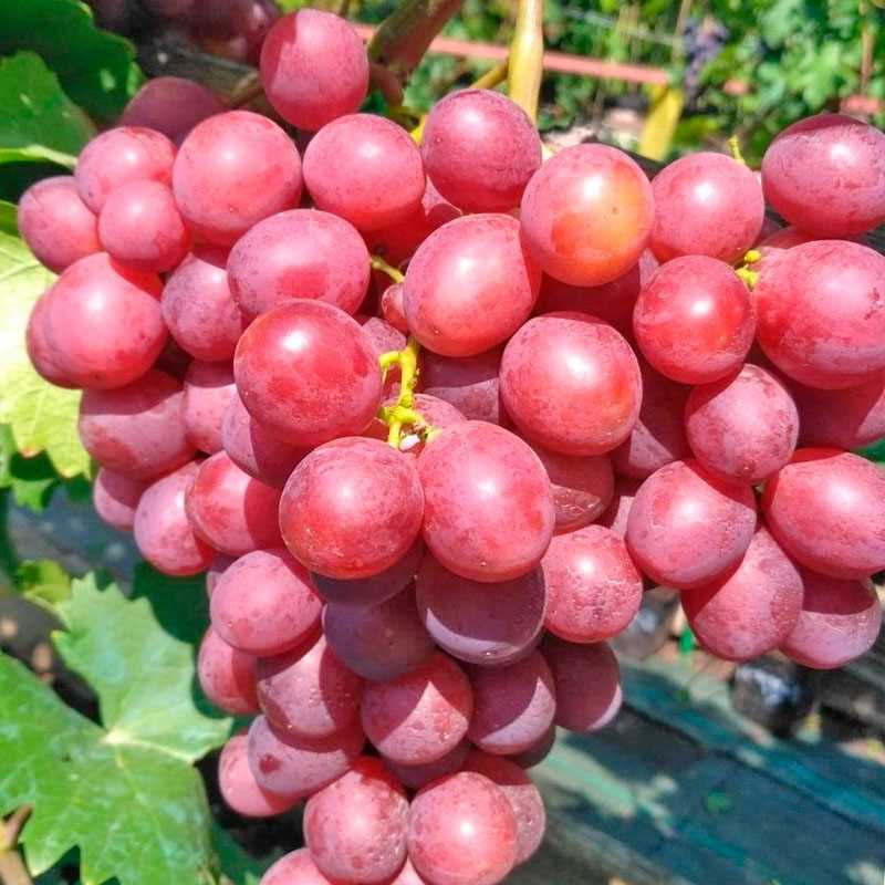 Медицинские свойства винограда
