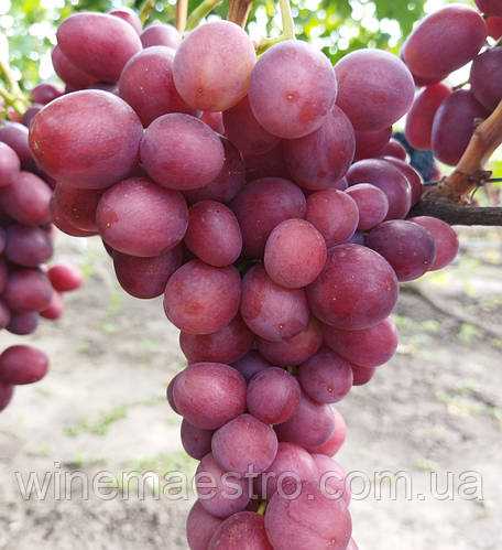 История происхождения винограда Пестрый