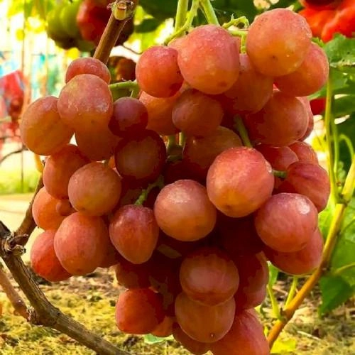 Почему стоит выбрать виноград Пилигрим?