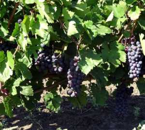 Особенности куста винограда Прима