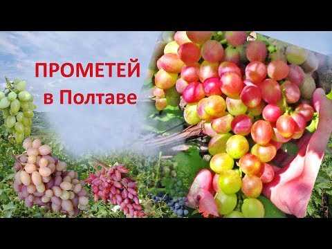 Польза Винограда Прометей для здоровья