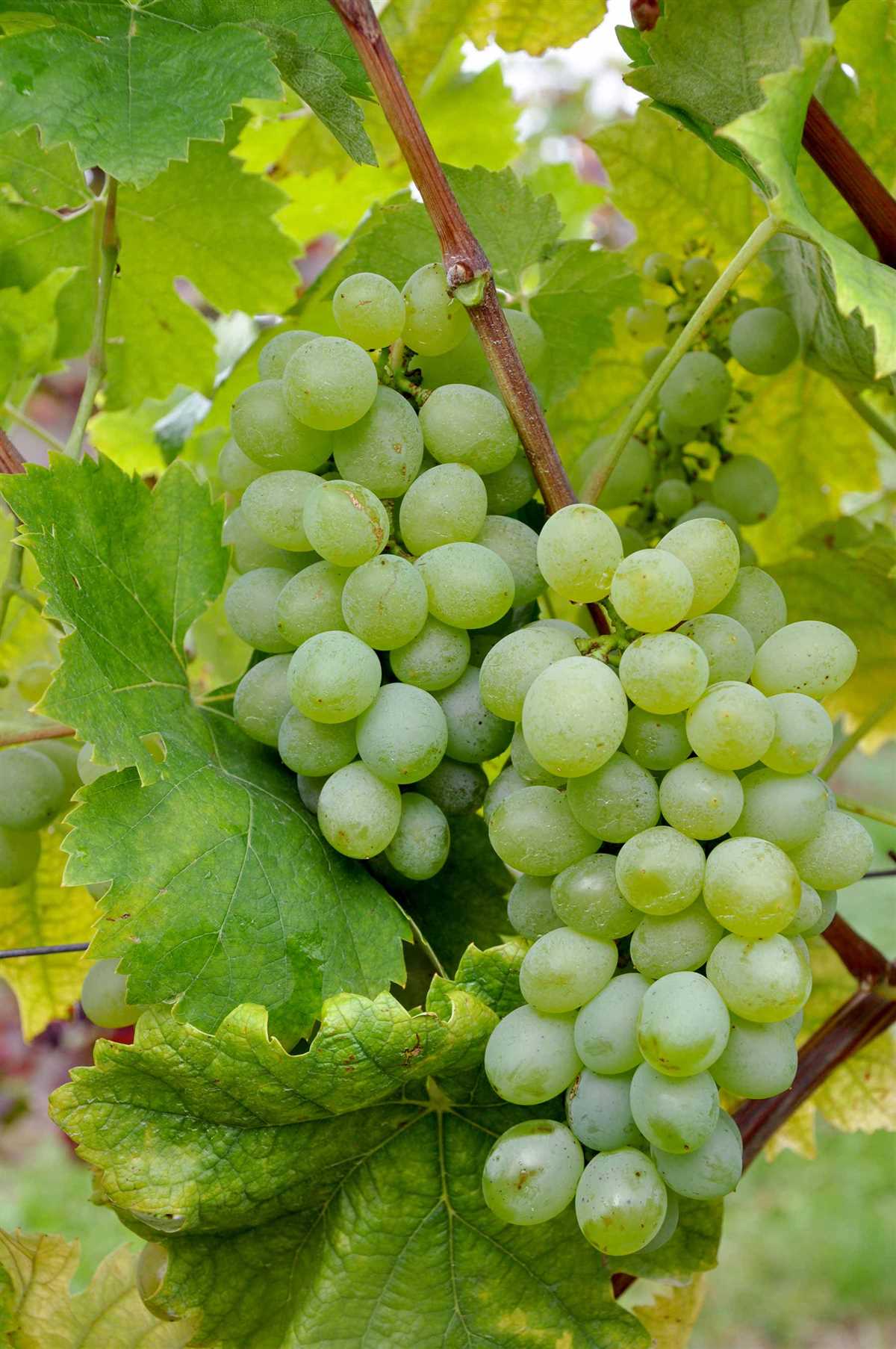 Характеристики винограда