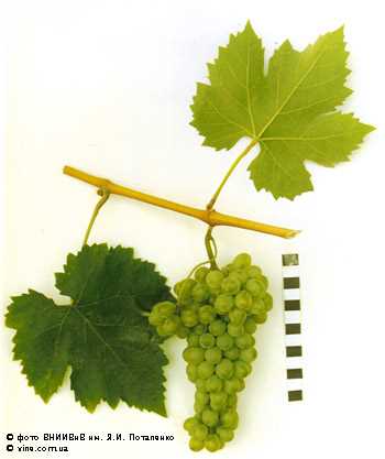 Применение винограда Пухляковского