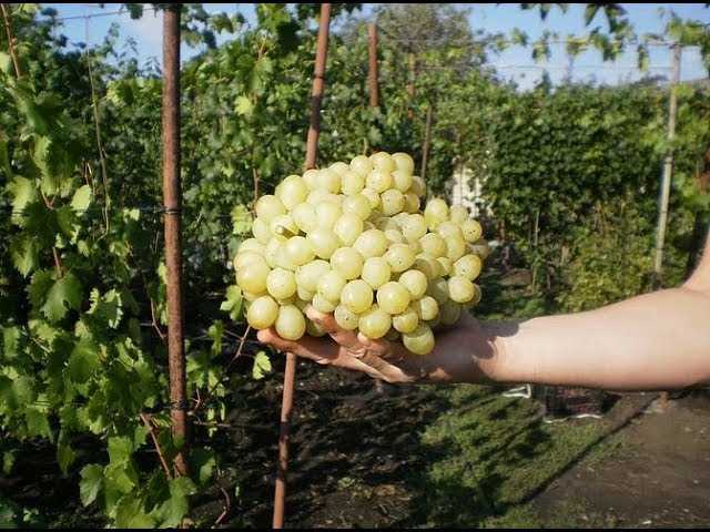 Уникальные свойства винограда Рафинад