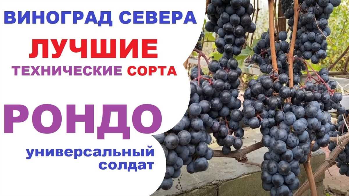 Описание и характеристики сорта