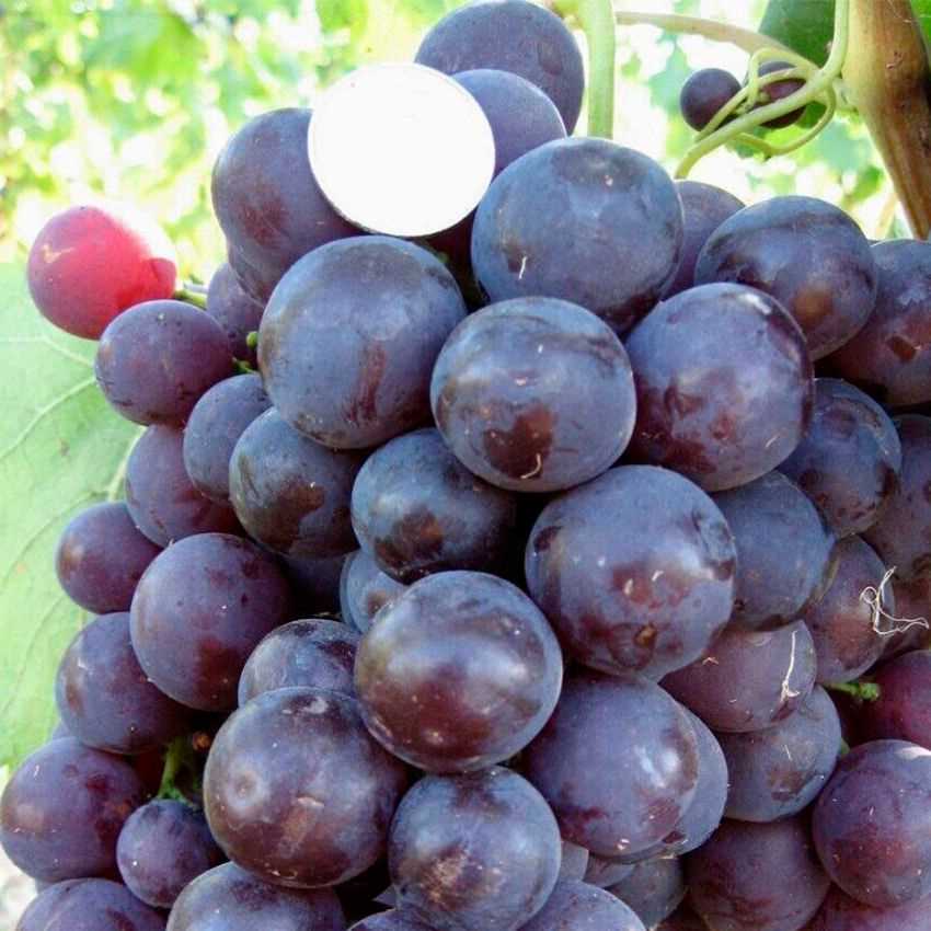 Разновидности и сорта винограда Рошфор