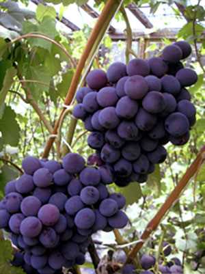 Вкусовые качества винограда Рошфор