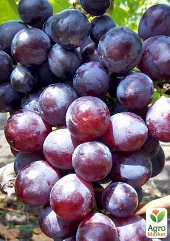 Секреты выращивания и ухода за виноградом Рошфор