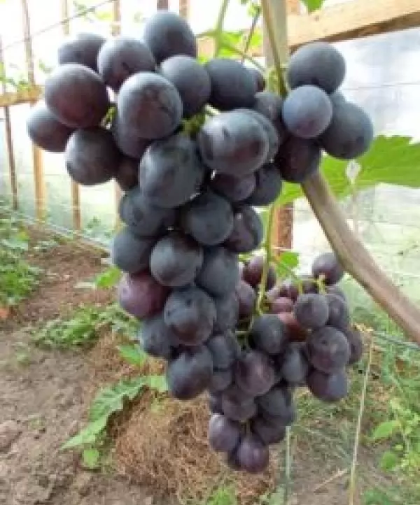 Популярные сорта винограда Седой