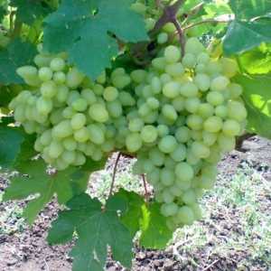 Разнообразные сорта винограда Седой