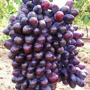 Применение винограда Шахерезада в кулинарии и виноделии