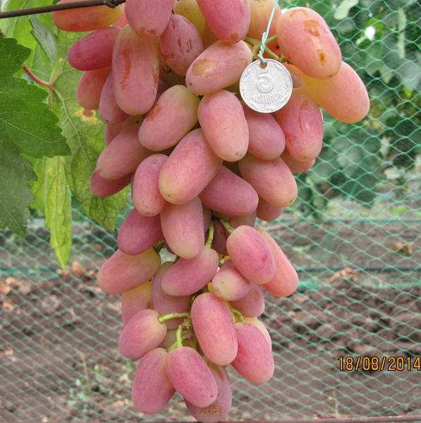 Характеристики и особенности винограда Шахерезада