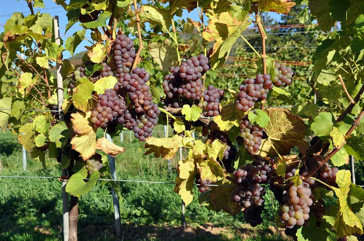 Сильванер: сорт винограда для экспериментаторов