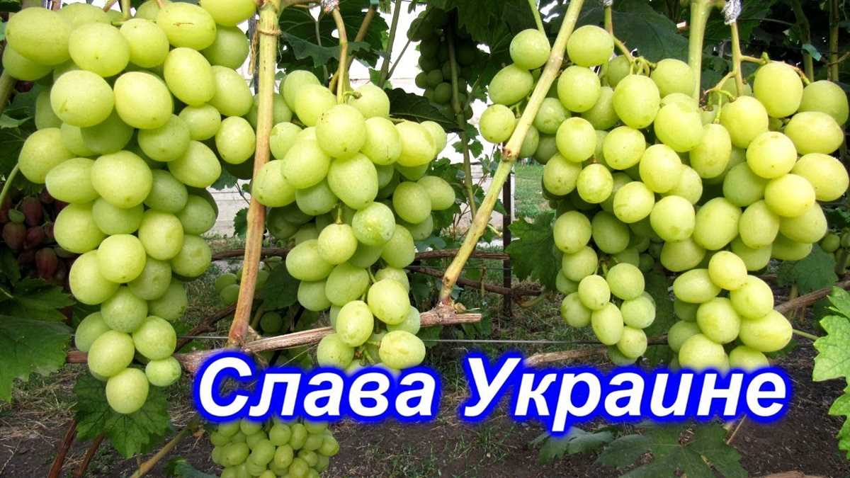 Популярность и использование