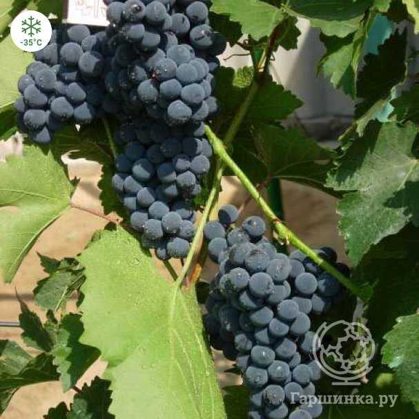 Урожай и хранение винограда Смоленский Один