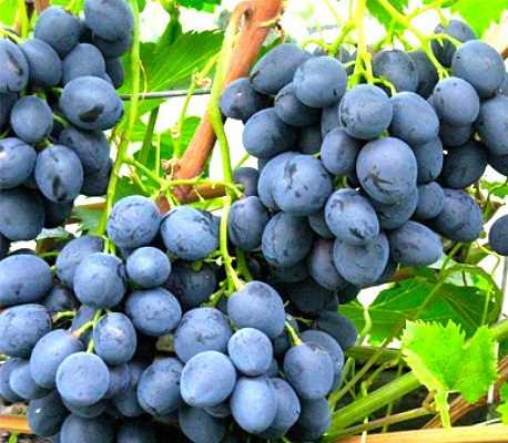 Уход за виноградом Смоленский Один: полив, подкормка, обрезка