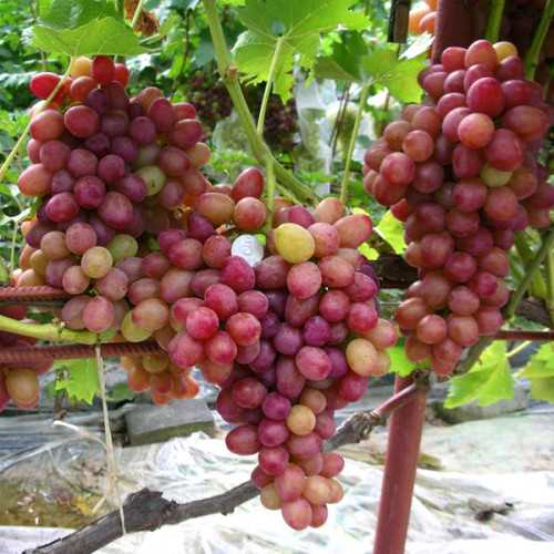 Выращивание винограда София