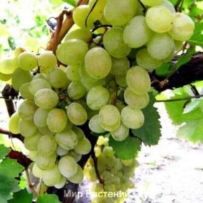 История разведения винограда