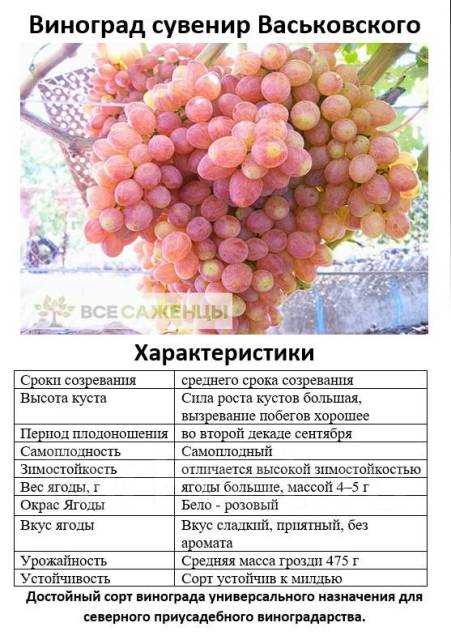 Селекция сортов винограда