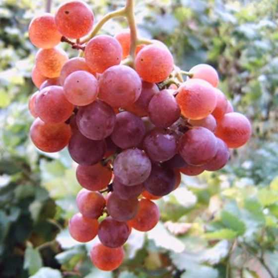 Разведение винограда в России