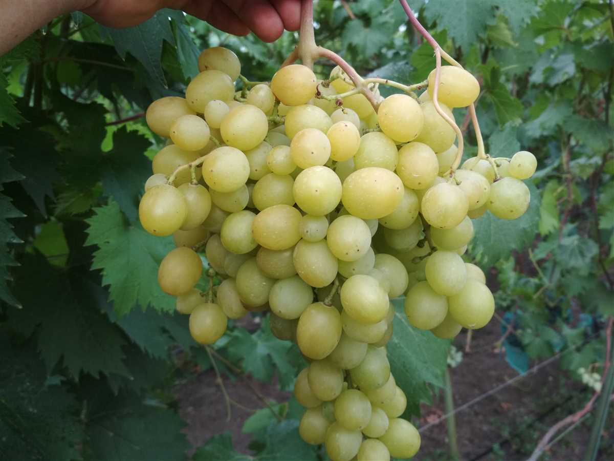 Типы винограда: отличительные черты и вкусовые качества