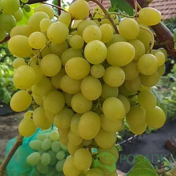 Ценность и польза винограда для здоровья