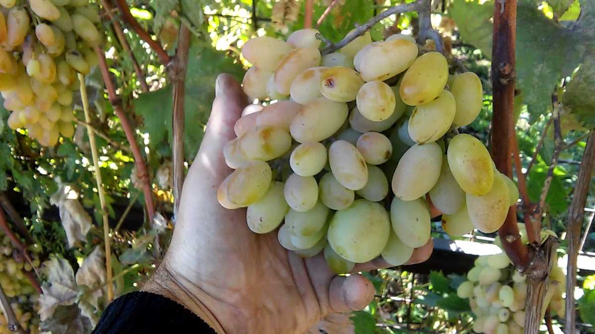 Полезен для кожи и волос