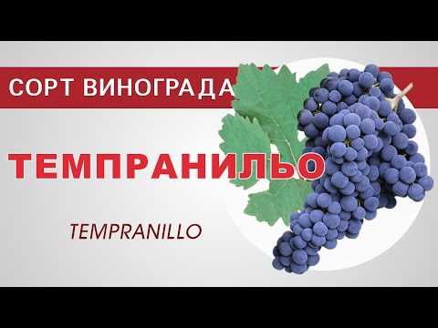 Способы подачи и хранения вина из Темпранильо