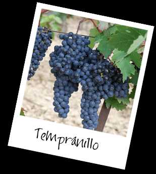 Польза вина из Темпранильо для здоровья