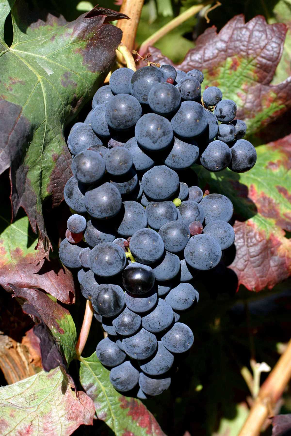 Важные факты о винограде Темпранильо