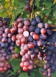 Способы выращивания винограда Томайский