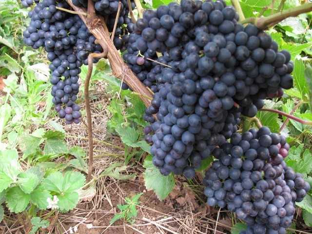 Выращивание винограда Триумф